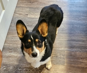 Pembroke Welsh Corgi Dog Breeder near NEW DOUGLAS, IL, USA