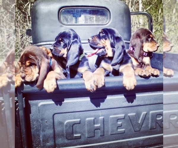 Medium Photo #1  Breeder Profile in GADSDEN, AL, USA