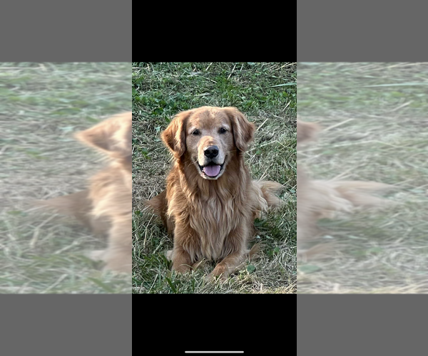 Medium Photo #6  Breeder Profile in PORTSMOUTH, OH, USA