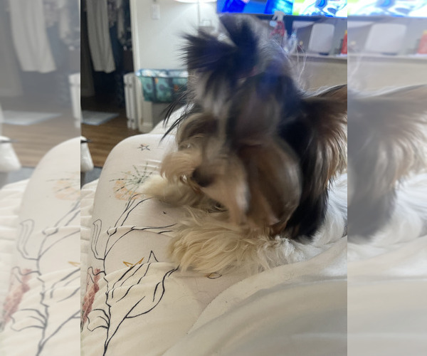Medium Photo #3  Breeder Profile in CONCORD, CA, USA