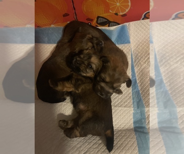 Medium Photo #1  Breeder Profile in UPPR MARLBORO, MD, USA