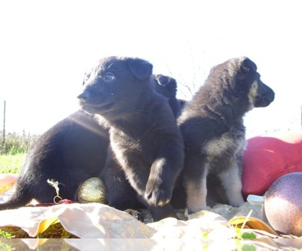 Medium Photo #1  Breeder Profile in PIERCE CITY, MO, USA