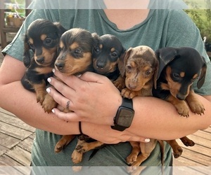 Dachshund Dog Breeder near GARRETT, PA, USA