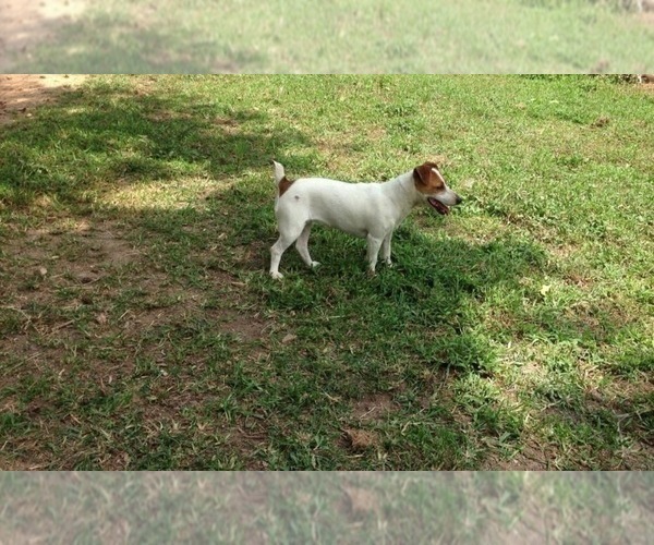 Medium Photo #16  Breeder Profile in MABLETON, GA, USA