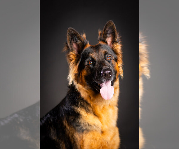 Medium Photo #9  Breeder Profile in CENTERBURG, OH, USA