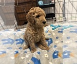 Small #7 Breeder Profile image