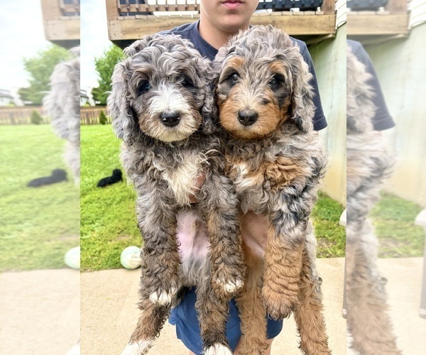 Medium Photo #5  Breeder Profile in O FALLON, MO, USA