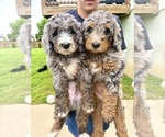 Small #4 Breeder Profile image