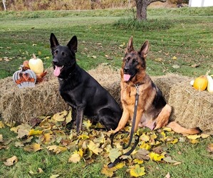 German Shepherd Dog Dog Breeder near CANASTOTA, NY, USA