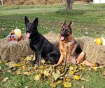 Small breeder photo