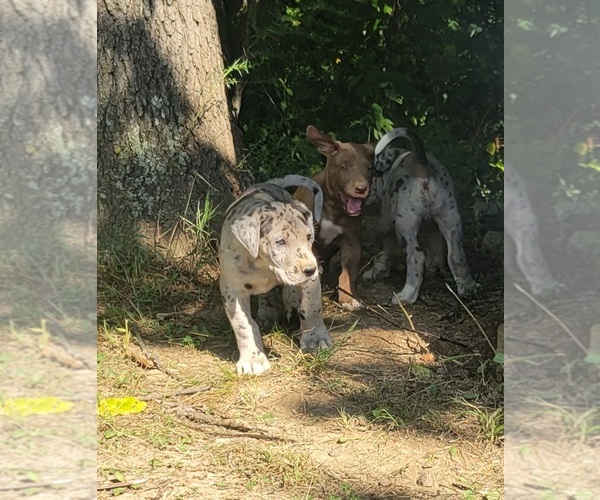 Medium Photo #9  Breeder Profile in HARDINSBURG, IN, USA