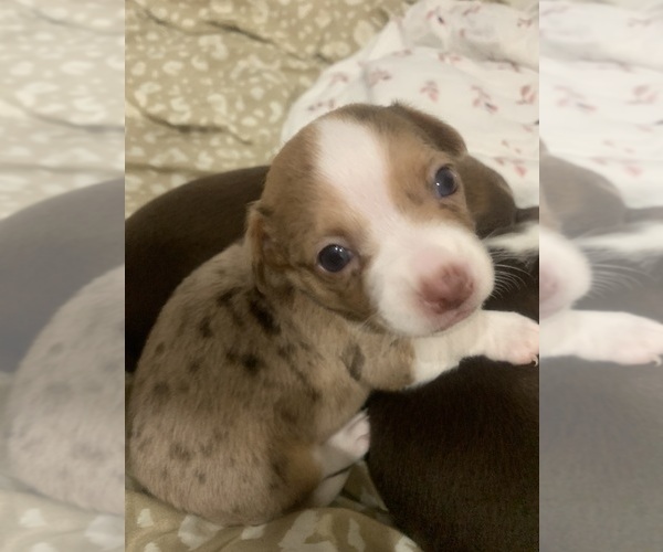 Medium Photo #16  Breeder Profile in NORTH PROVIDENCE, RI, USA