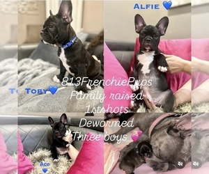 French Bulldog Dog Breeder near WESLEY CHAPEL, FL, USA