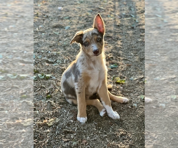 Medium Photo #32  Breeder Profile in CAMAS, WA, USA