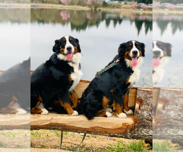 Medium Photo #1  Breeder Profile in BANKS, OR, USA