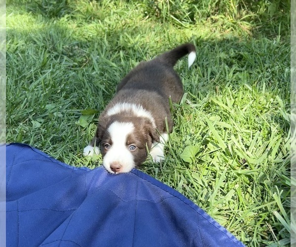 Medium Photo #7  Breeder Profile in BERRIEN SPRINGS, MI, USA