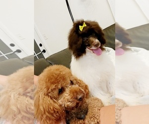 Poodle (Miniature) Dog Breeder near DALLAS, TX, USA