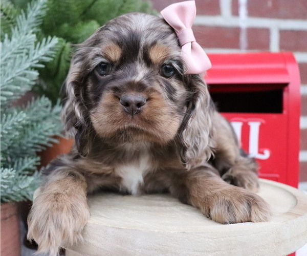 Medium Photo #1  Breeder Profile in HONEY BROOK, PA, USA