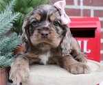 Small breeder photo