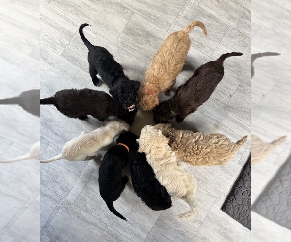 Medium Photo #1  Breeder Profile in DUARTE, CA, USA