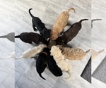 Small breeder photo