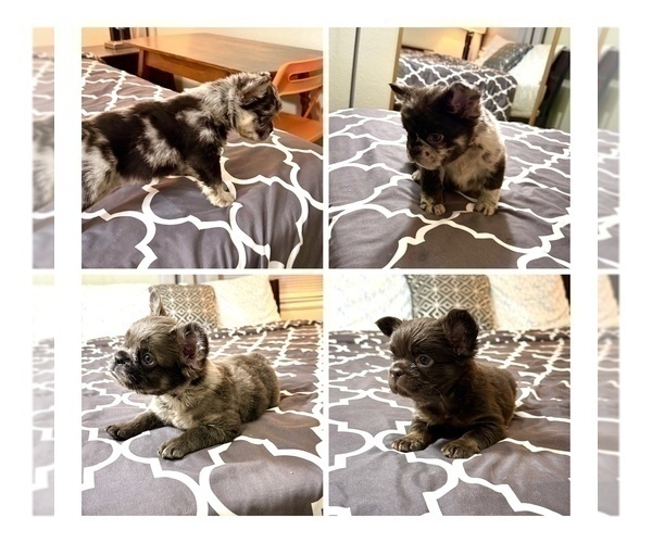 Medium Photo #14  Breeder Profile in PALMDALE, CA, USA