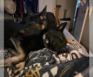 German Shepherd Dog Dog Breeder near SANDIA, TX, USA