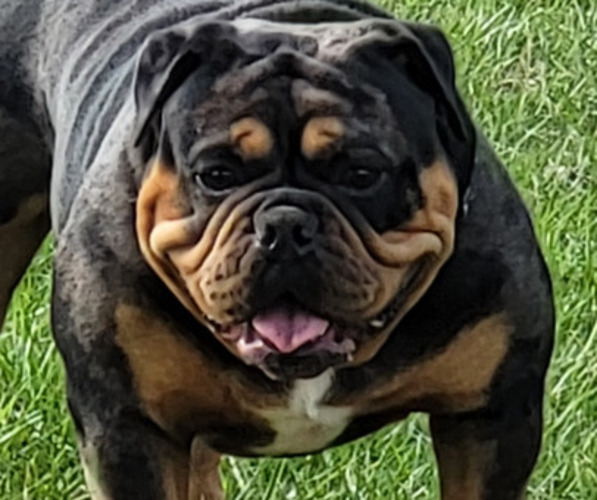 Medium Photo #1  Breeder Profile in COLUMBUS, OH, USA