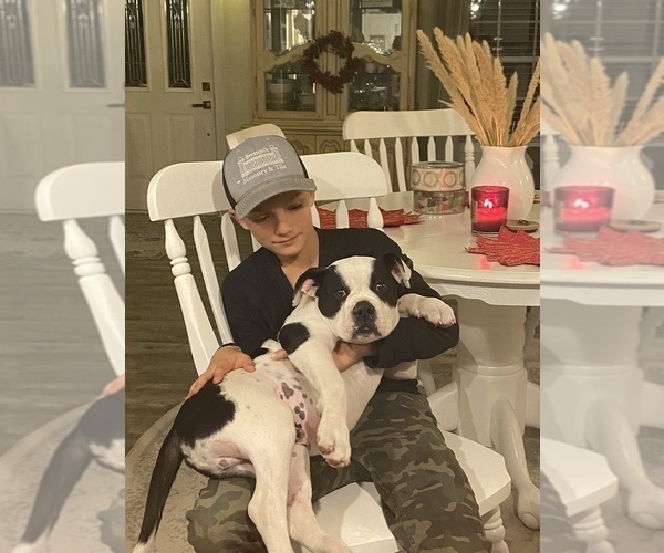 Medium Photo #41  Breeder Profile in COLUMBIA, KY, USA