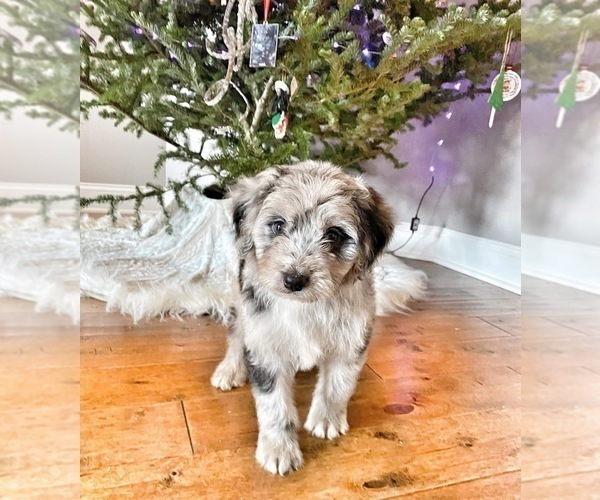 Medium Photo #5  Breeder Profile in MUNFORDVILLE, KY, USA