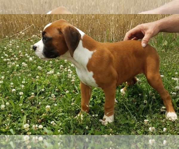 Medium Photo #1  Breeder Profile in ARTHUR, IL, USA