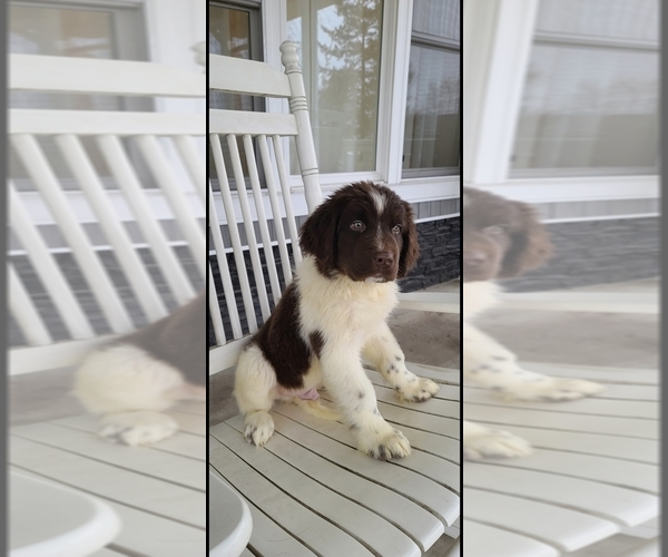 Medium Photo #41  Breeder Profile in TILTON, IL, USA