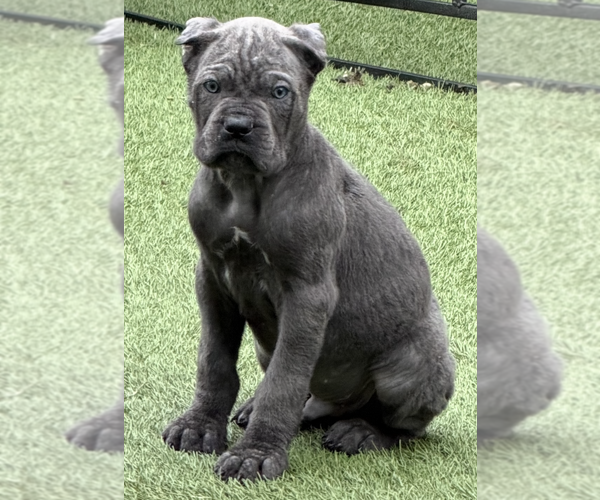 Medium Photo #2  Breeder Profile in JOLIET, IL, USA