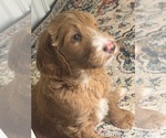 Small #6 Breeder Profile image