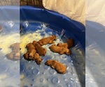 Small #10 Breeder Profile image