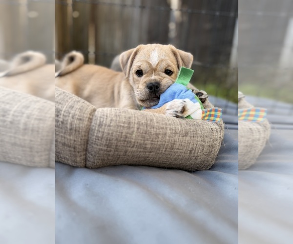 Medium Photo #8  Breeder Profile in CASTRO VALLEY, CA, USA