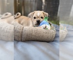 Small #7 Breeder Profile image
