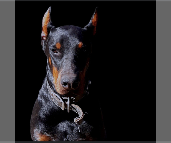 Medium Photo #1  Breeder Profile in SAN ANTONIO, TX, USA