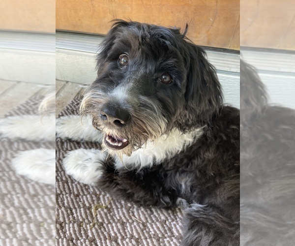 Medium Photo #64  Breeder Profile in BAYTOWN, TX, USA