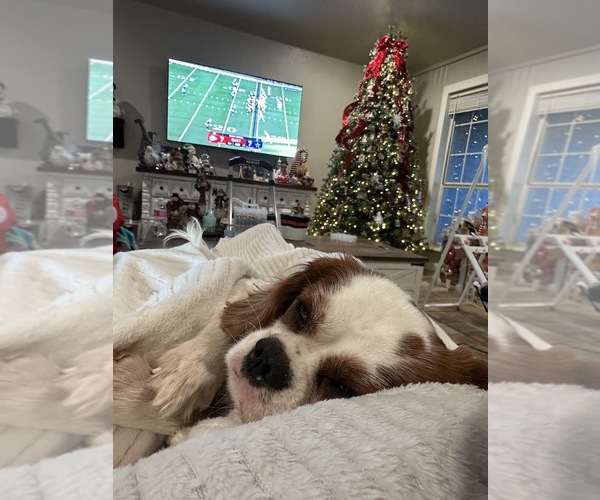 Medium Photo #35  Breeder Profile in WAXAHACHIE, TX, USA