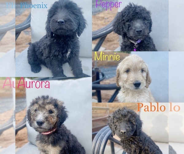 Medium Photo #1  Breeder Profile in GREENBRIER, AR, USA