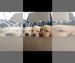Small #5 Breeder Profile image
