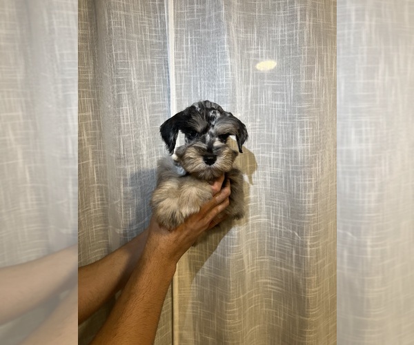 Medium Photo #9  Breeder Profile in ORLANDO, FL, USA