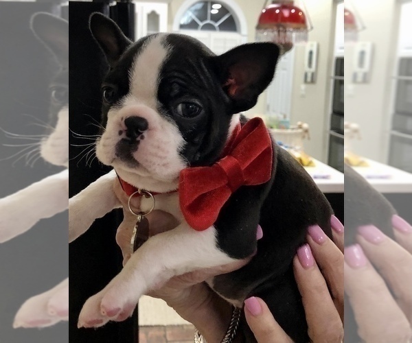 Medium Photo #1  Breeder Profile in LAUREL, MS, USA