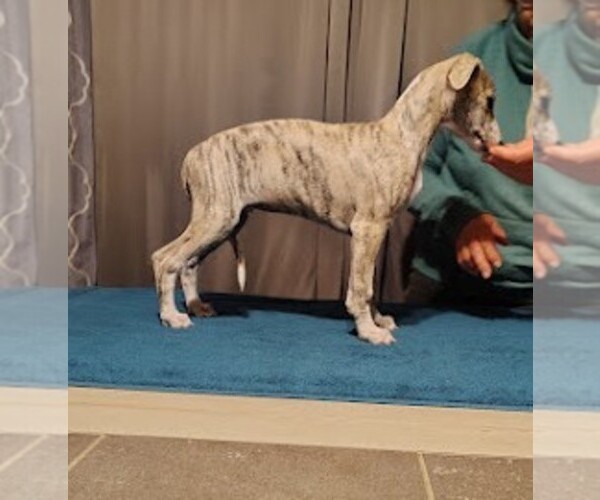 Medium Photo #5  Breeder Profile in DAVISON, MI, USA