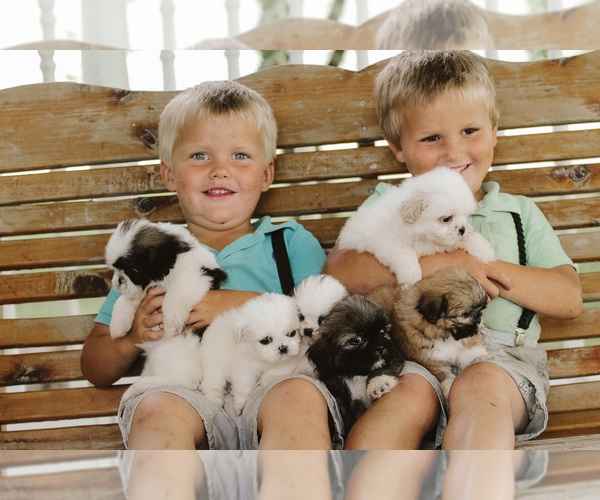 Medium Photo #2  Breeder Profile in ELKTON, KY, USA