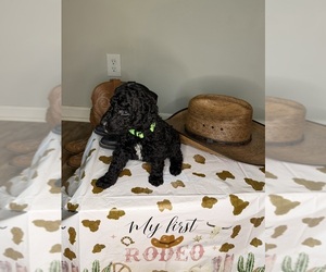 Medium Breeder Profile Photo