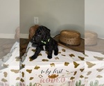Small breeder photo