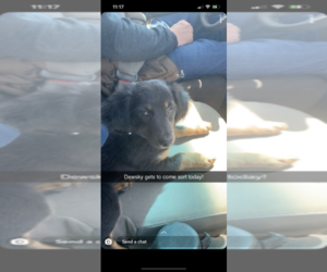 Main photo of Chiweenie Dog Breeder near ROCK VALLEY, IA, USA