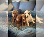 Small breeder photo